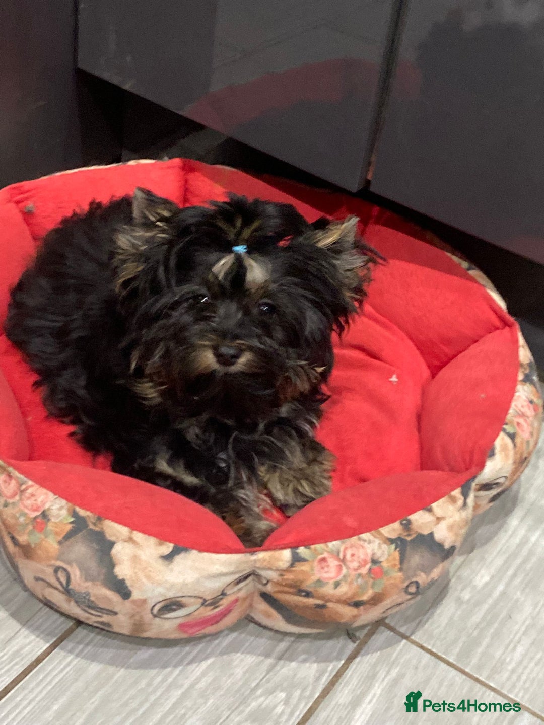 Yorkshire Terrier dogs for sale: Yorkshire Terrier Carrier- tan and black  - Image 1