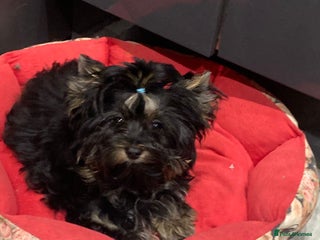 Yorkshire Terrier dogs - Advert 15