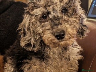 Australian Labradoodle dogs See me Live on YouTube Australian Labradoodles - Advert 2