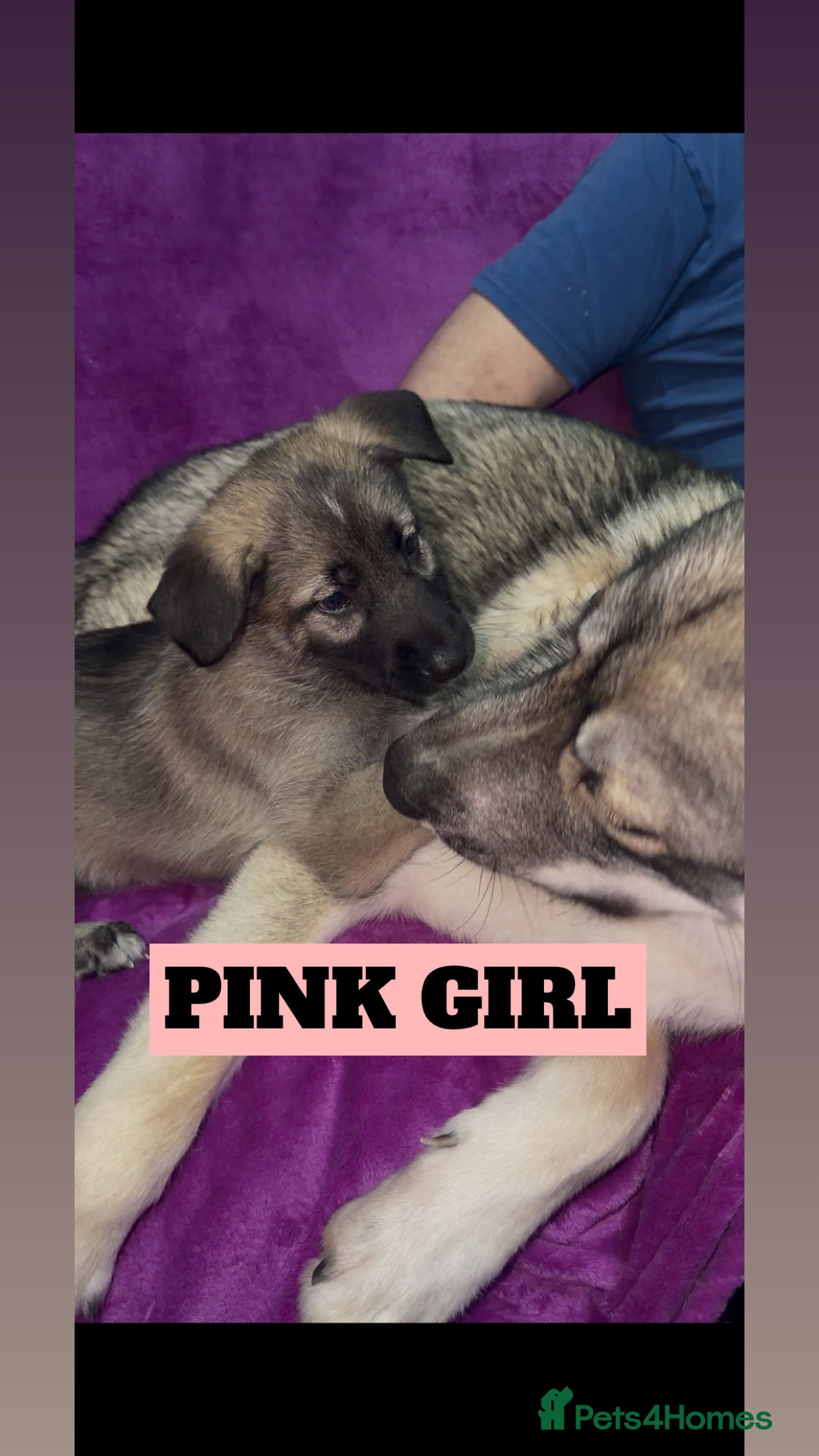 Shepsky dogs German Shepherd cross Husky Puppies - Advert 12