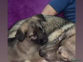 Shepsky dogs German Shepherd cross Husky Puppies - Advert 12
