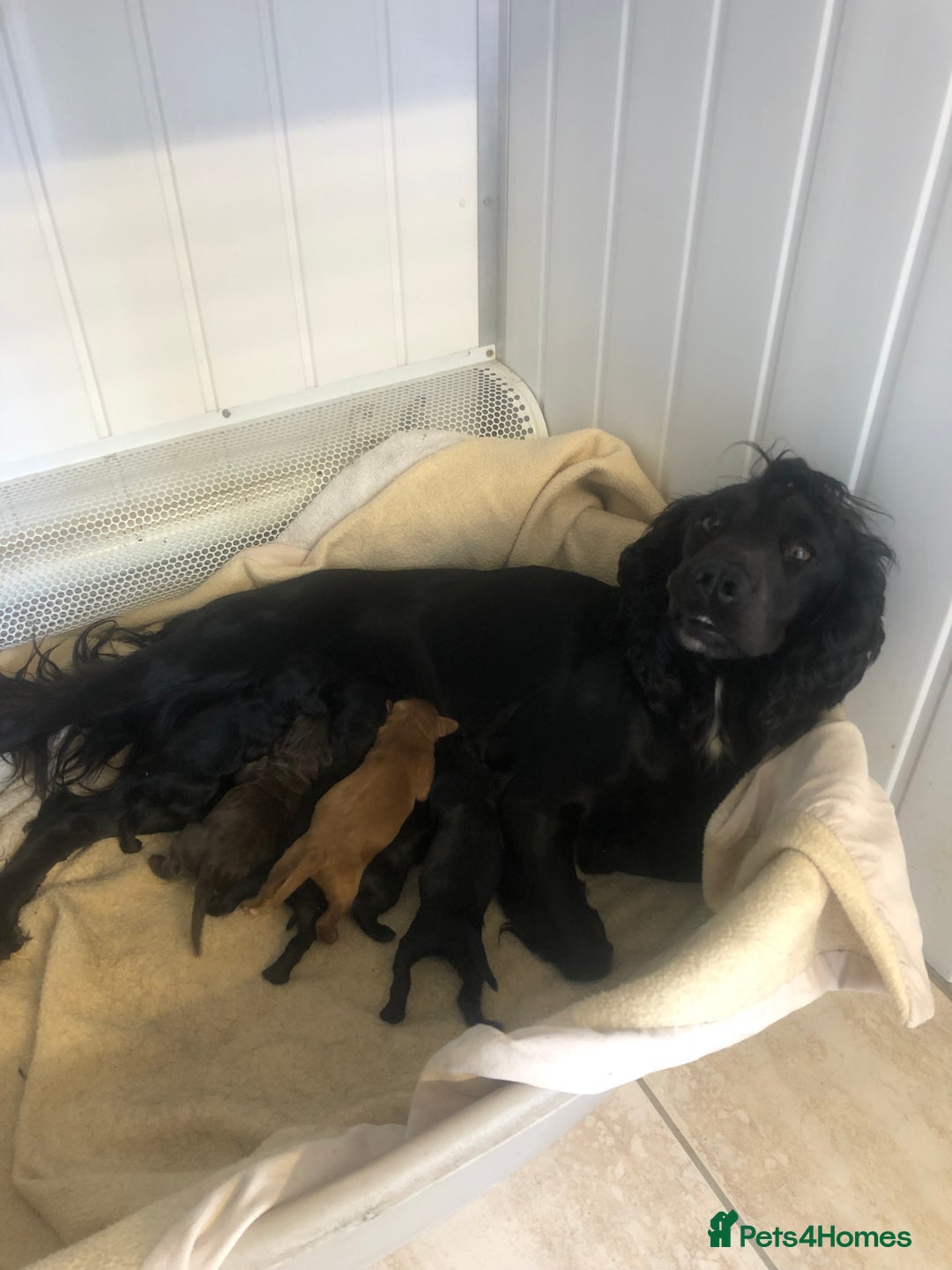 Cockapoo dogs for sale: F1 cockapoo puppies registered breeder - Image 9
