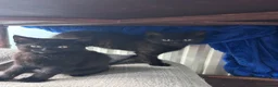 Mixed Breed cats for sale: Seven beautiful kittens  - Advert 6