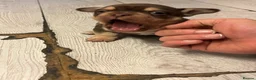 American Bully dogs for sale: Nano bully 2 females  - Advert 18