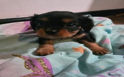 Cavalier King Charles Spaniel dogs for sale: King Charles Cavalier Puppies  in Cwmbran - Image 16