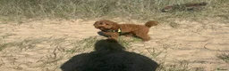 Poodle dogs for stud: Kc Fox red toy poodle for stud  - Advert 12