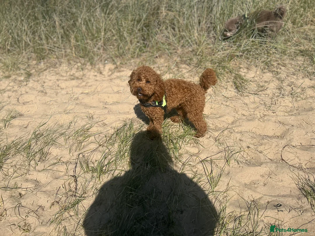 Poodle dogs for stud: Kc Fox red toy poodle for stud  - Advert 12