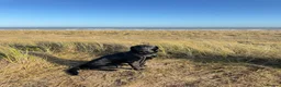 Borador dogs for sale: Boarder puppies  - Advert 7