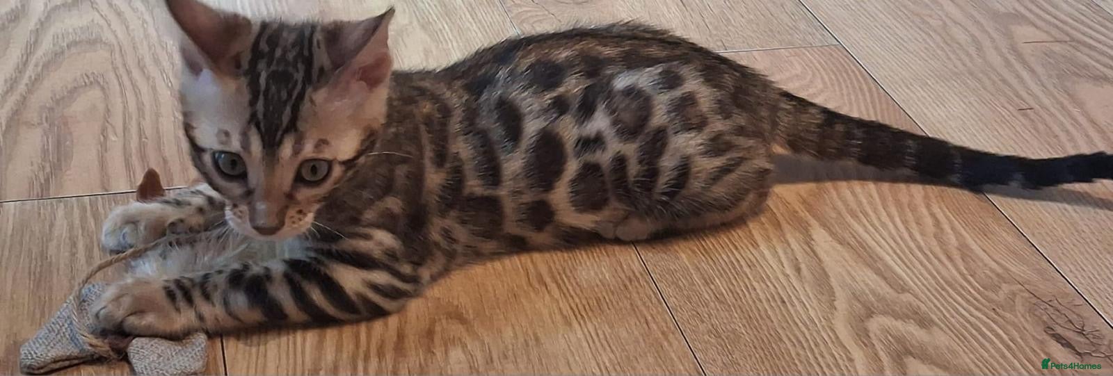 Bengal cats Pure bengal kitten for sale  - Advert 1