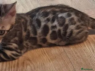 Bengal cats Pure bengal kitten for sale - Advert 1