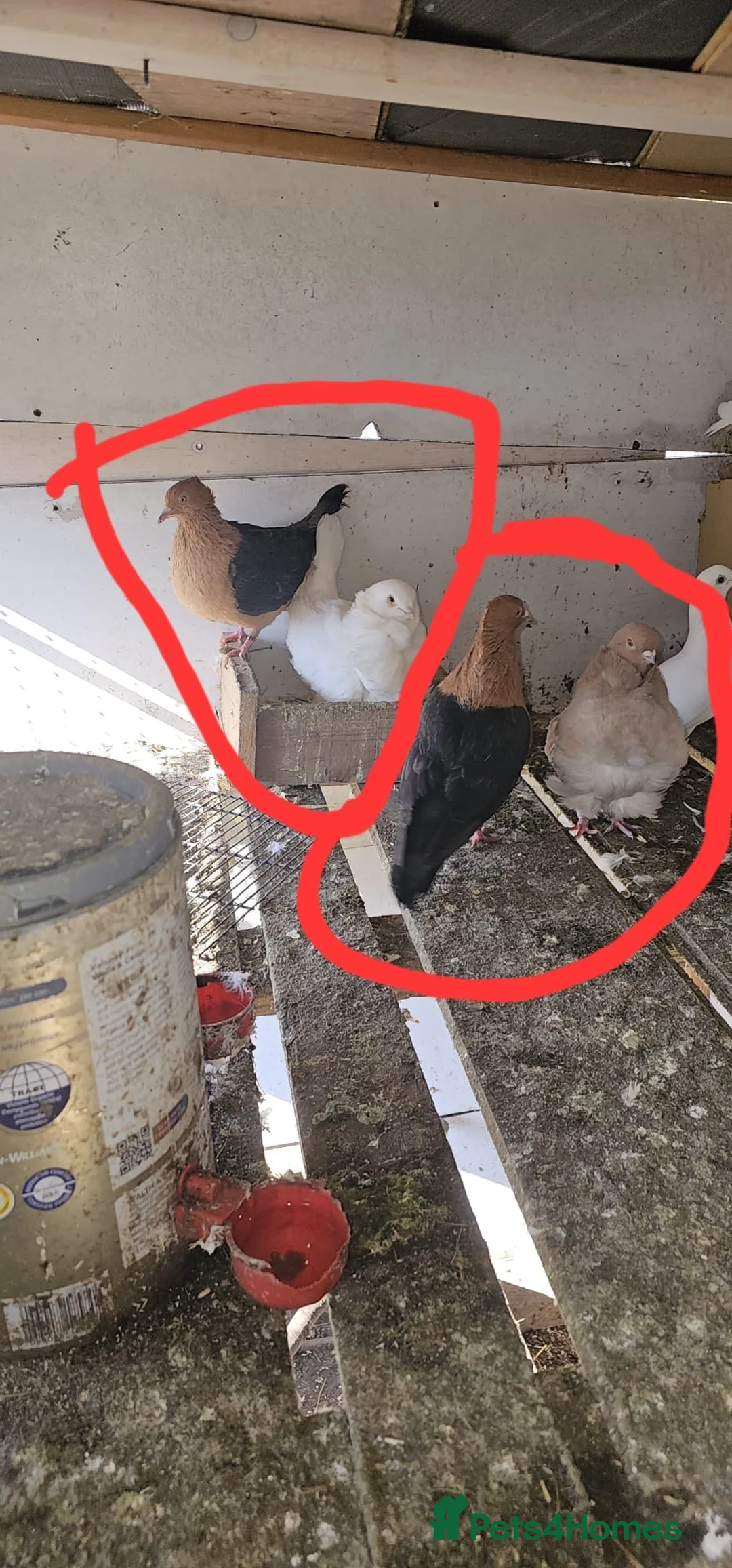 Guinea Pig rodents for sale: Mixed guinea pigs and pigeons - Advert 2