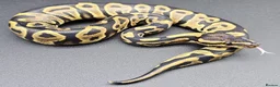 Python Snake reptiles for sale: CB25 ball python, pieds, Desert Ghost, + combos - Advert 3
