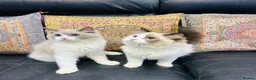 Ragdoll cats for sale:  Tica registered full pedigree ragdolls - Advert 18