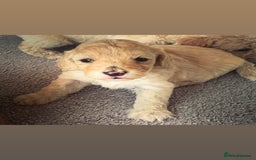 Cockapoo dogs for sale: Wonderful snuggle buddy  - Image 17