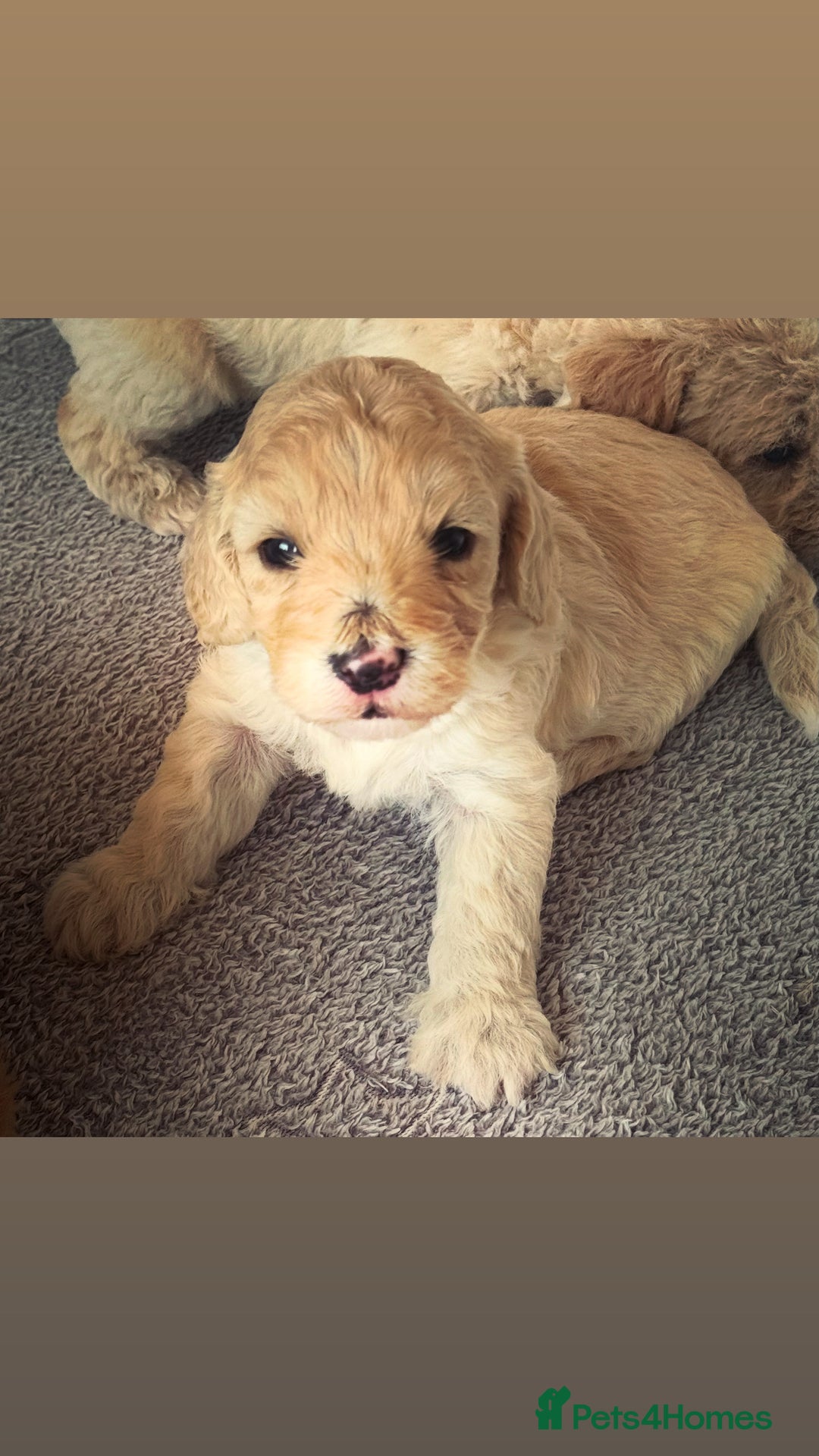 Cockapoo dogs for sale: Wonderful snuggle buddy  - Image 17