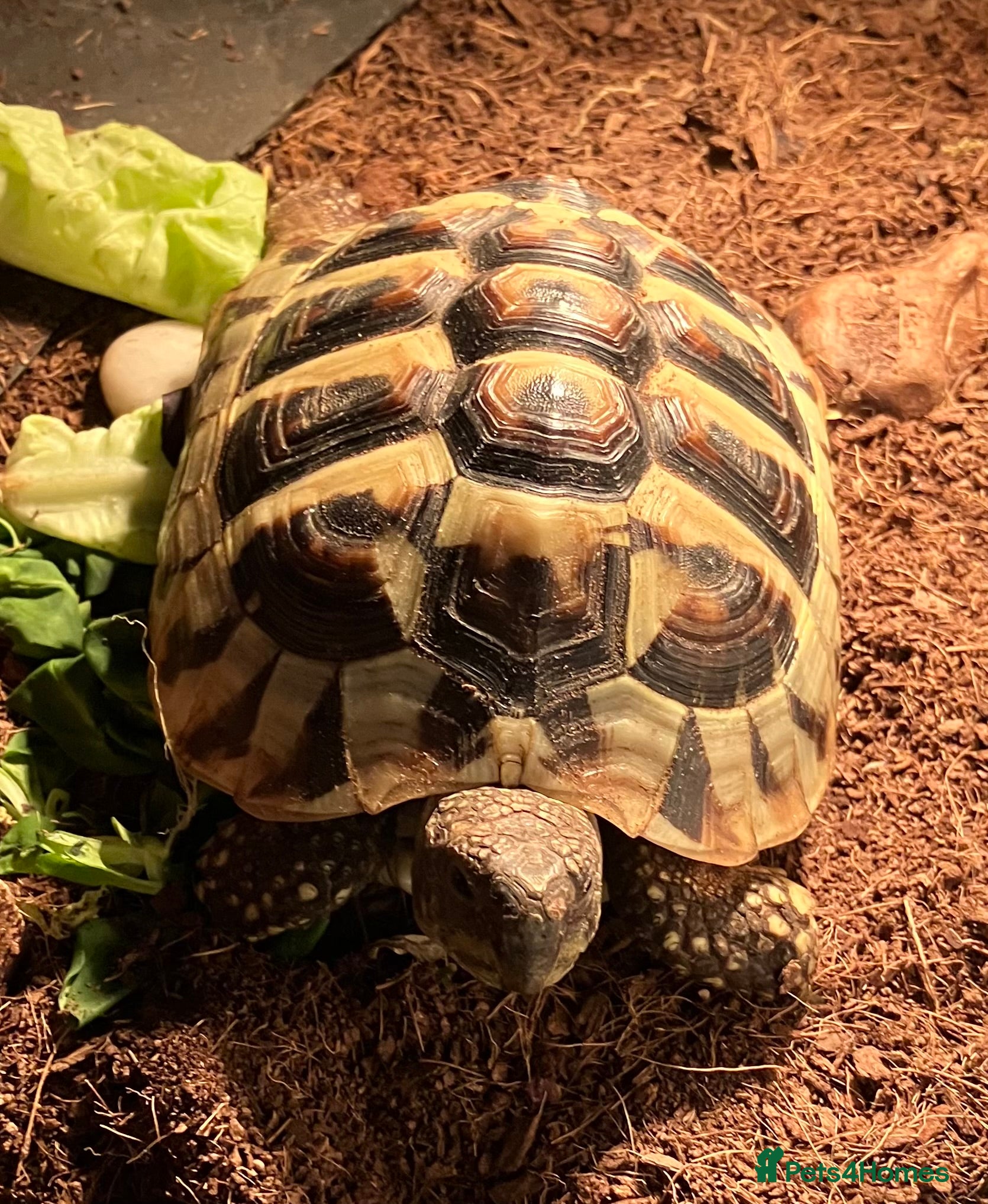 Hermann Tortoise reptiles 4 year old Hermann Tortoise - Advert 10