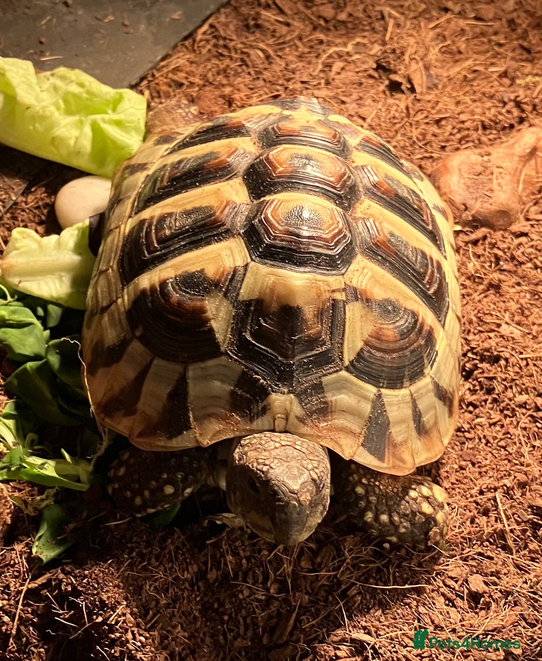 Hermann Tortoise reptiles for sale: 4 year old Hermann Tortoise - Advert 1