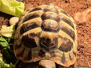 Hermann Tortoise reptiles 4 year old Hermann Tortoise - Advert 1