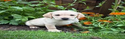Labrador Retriever dogs for sale: UTTERLY GORGEOUS CHUNKY YELLOW KC REG LAB PUPPY - Advert 11
