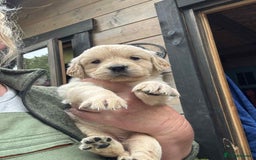 Golden Retriever dogs for sale: Golden retriever puppies - Image 4