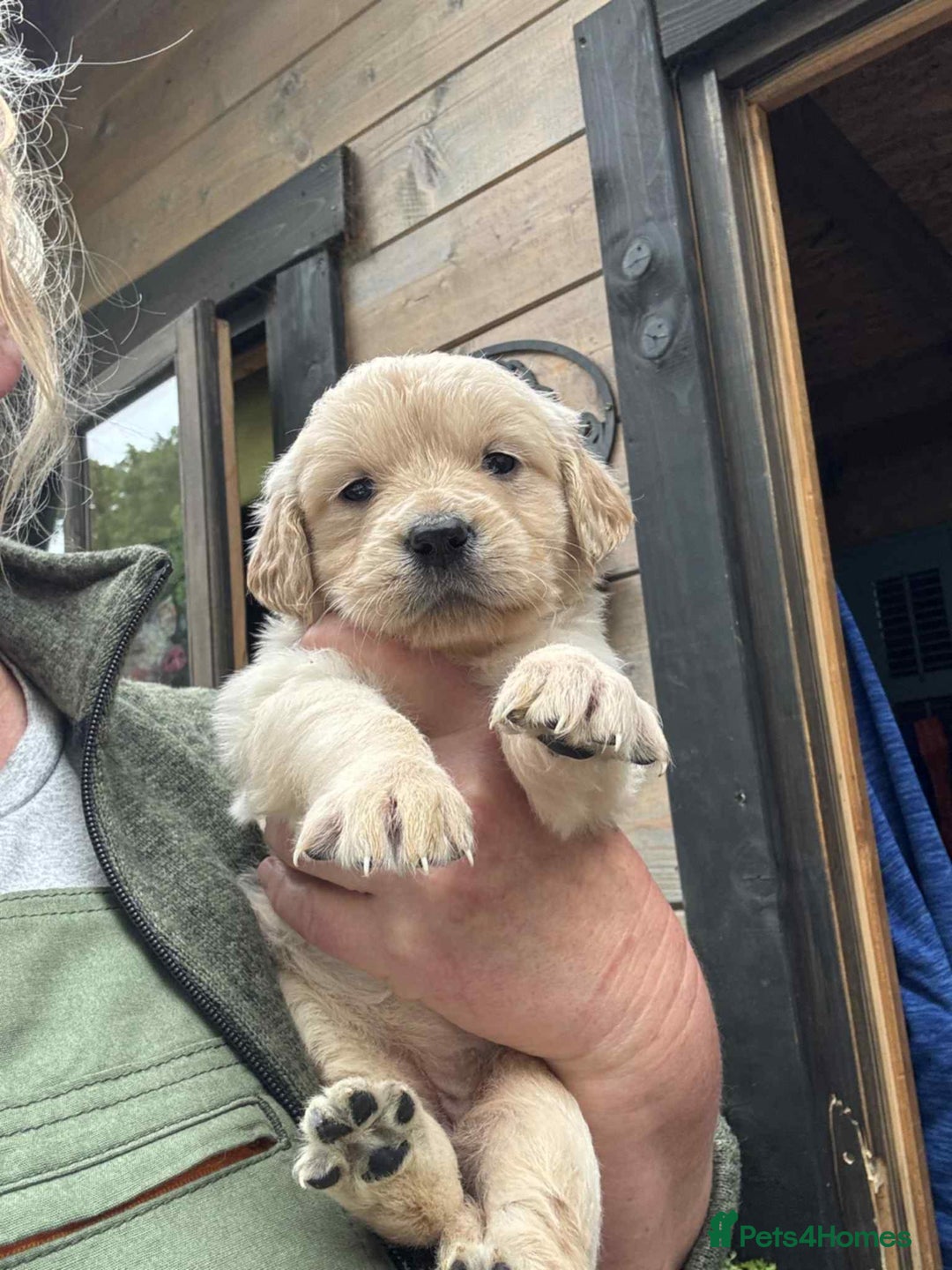 Golden Retriever dogs for sale: Golden retriever puppies - Image 4