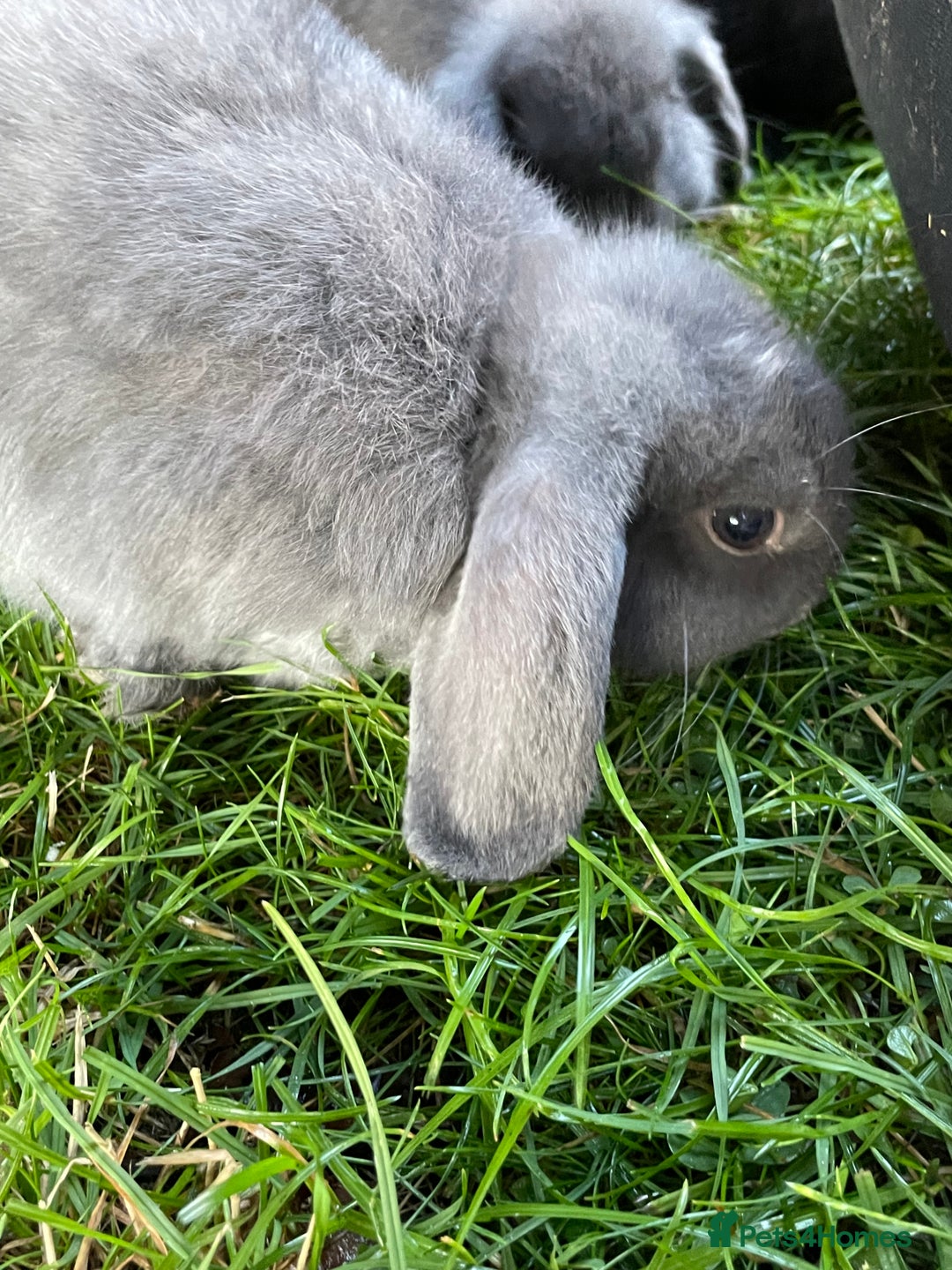 Mini Lop rabbits for sale: Male mini lop babies READY TO LEAVE  - Image 11
