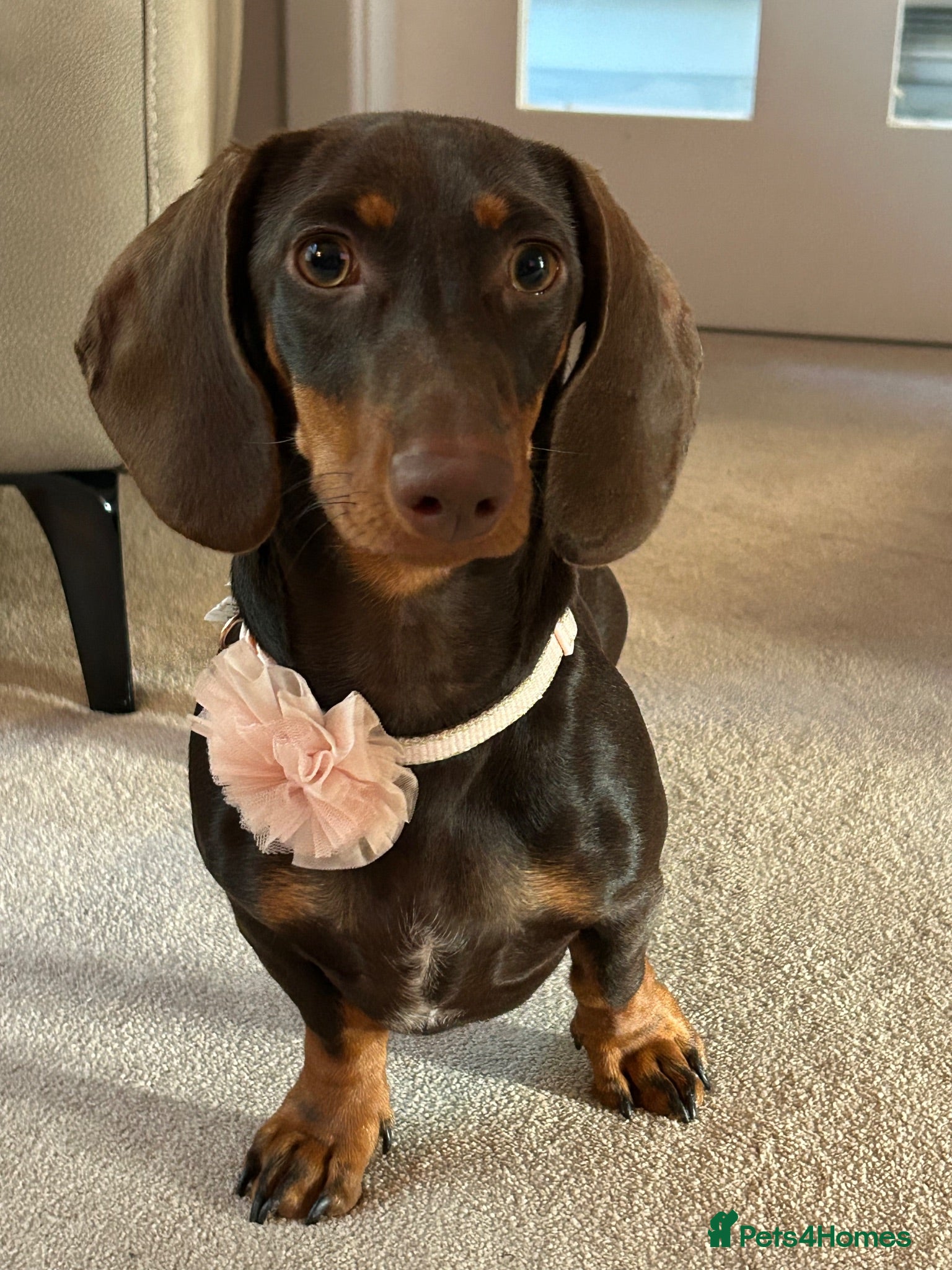 Miniature Dachshund dogs Miniature Dachshund Female Six Month Old  - Advert 1