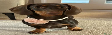Miniature Dachshund Lola
