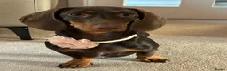 Miniature Dachshund dogs for sale: Miniature Dachshund Female Six Month Old  in Alloa - Advert 1