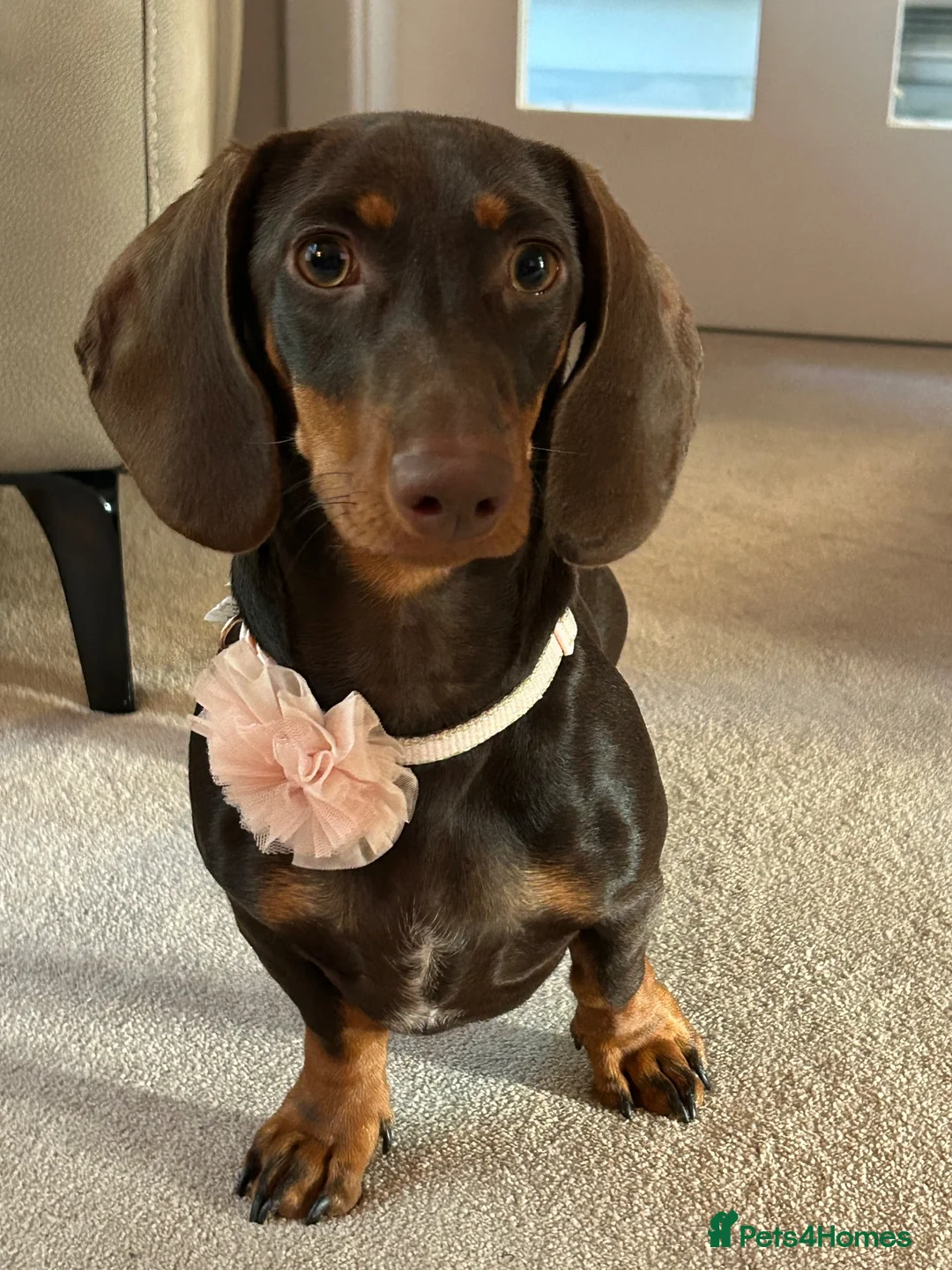 Miniature Dachshund dogs for sale: Miniature Dachshund Female Six Month Old  in Alloa - Advert 1