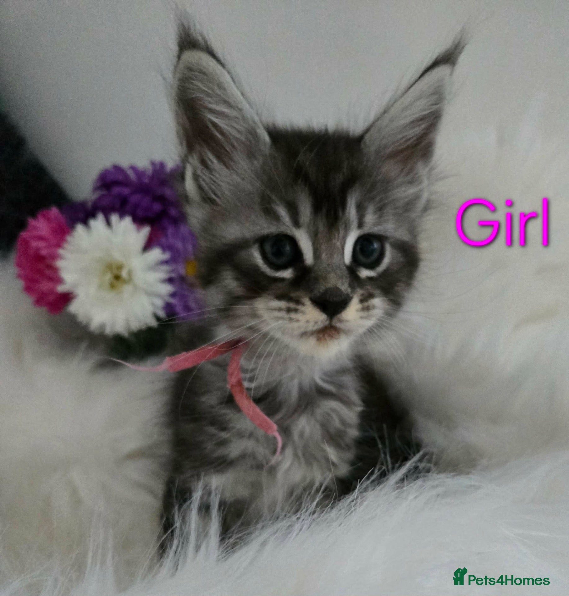 Maine Coon cats 6 TICA registered Maine Coon kittens. - Advert 2