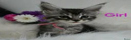 Maine Coon cats for sale: 6 TICA registered Maine Coon kittens. - Advert 13