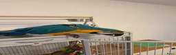 Macaws birds for sale: Blue & Gold Macaw - Advert 3