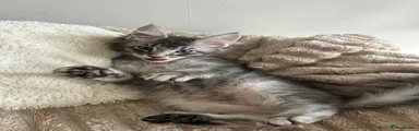 Maine Coon 2