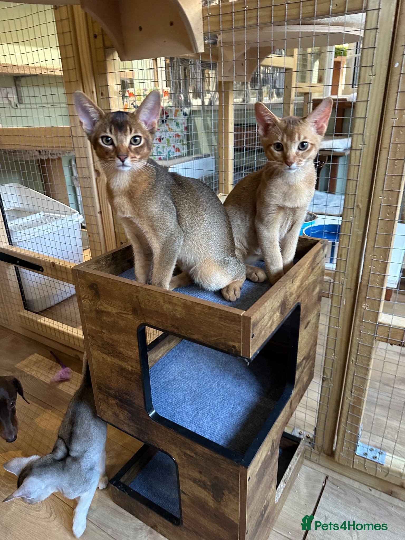 Abyssinian cats Abyssinian kittens  - Advert 2