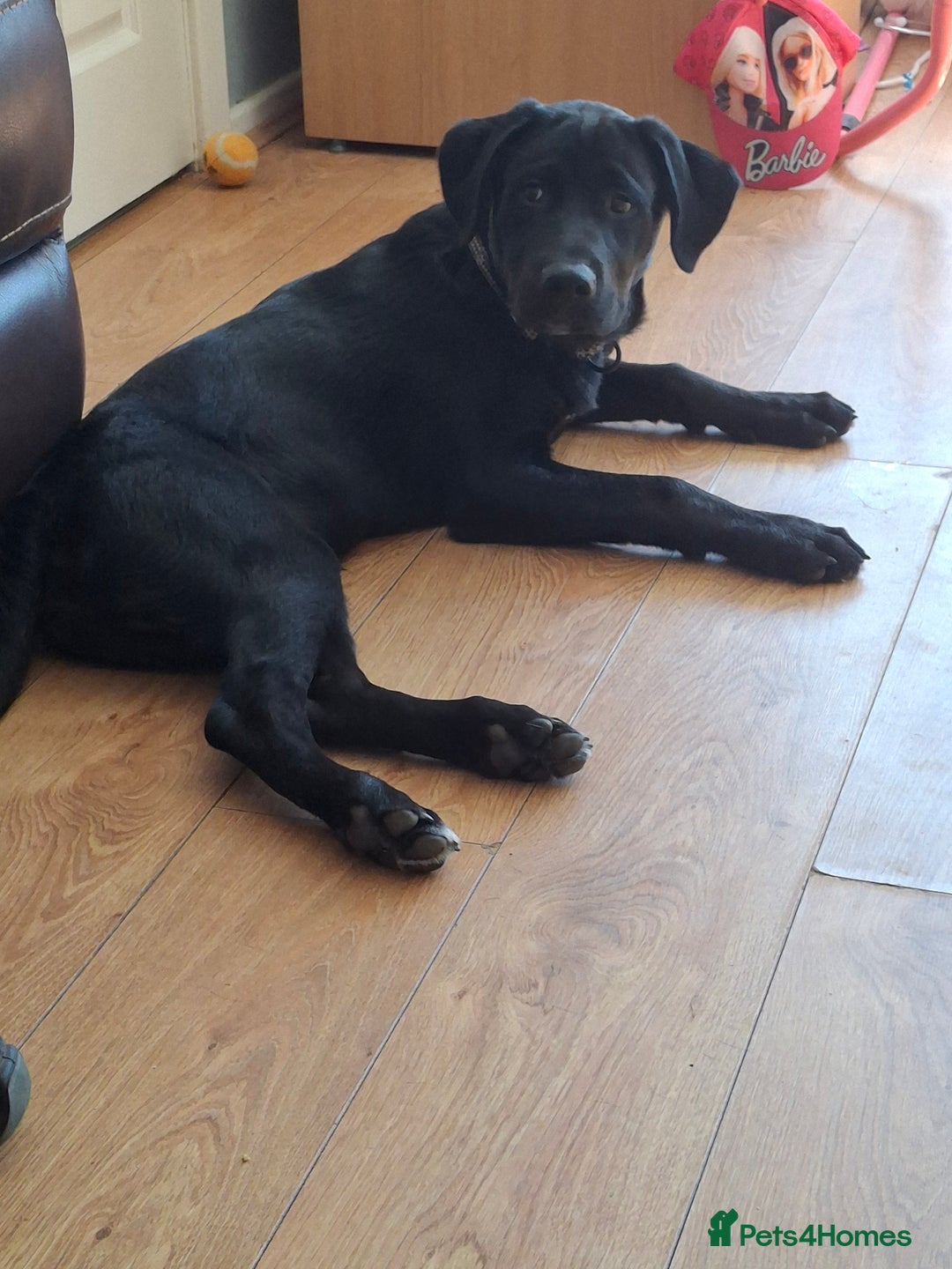 Mixed Breed dogs for sale: Labrador/ Rottweiler Male Dog  - Image 4