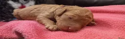 Cockapoo dogs for sale: Last stunning f2b Chocolate cockapoo boy - Advert 30