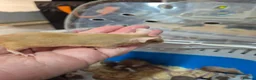 Mouse rodents for sale: Fancey Male and female mice - Advert 20