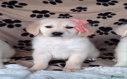Golden Retriever dogs for sale: Kc, health tested, show type, golden retrievers. - Advert 9