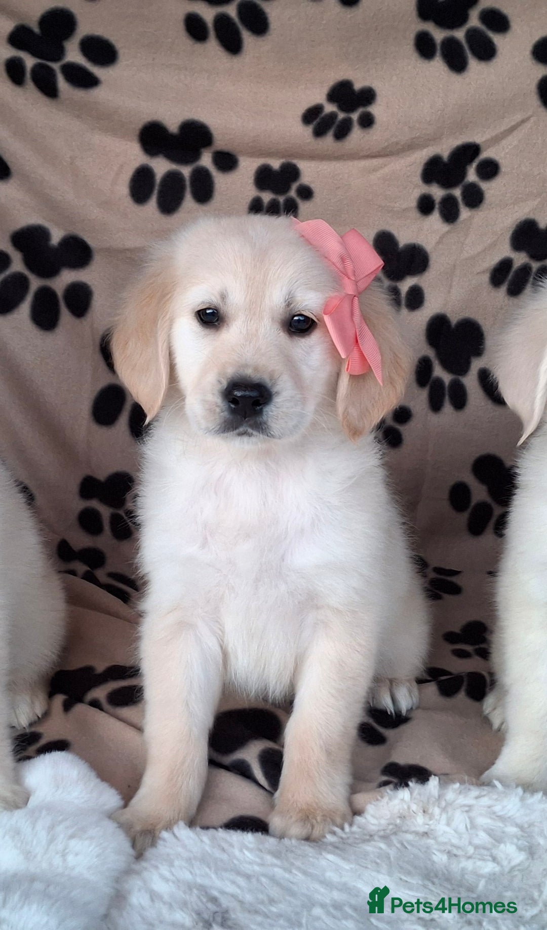 Golden Retriever dogs for sale: Kc, health tested, show type, golden retrievers. - Advert 9