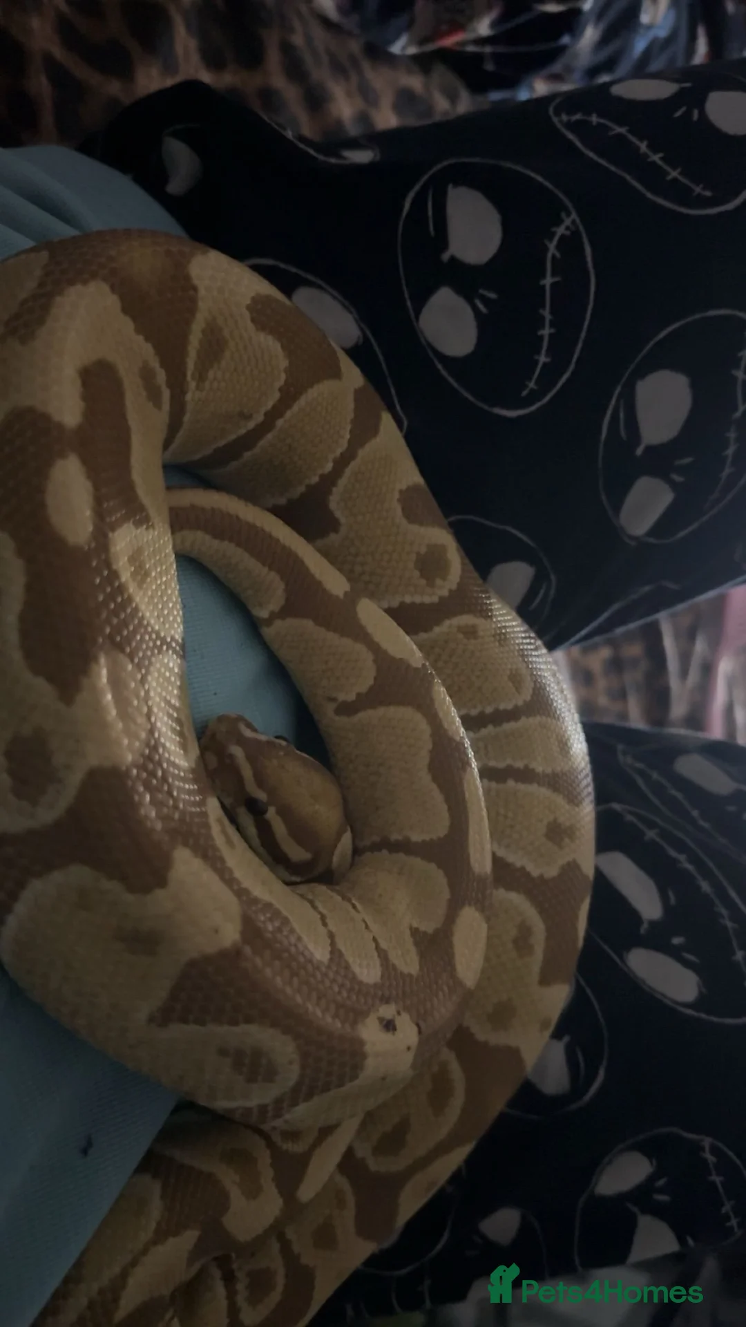 Python Snake reptiles for sale: male ball python - Advert 2