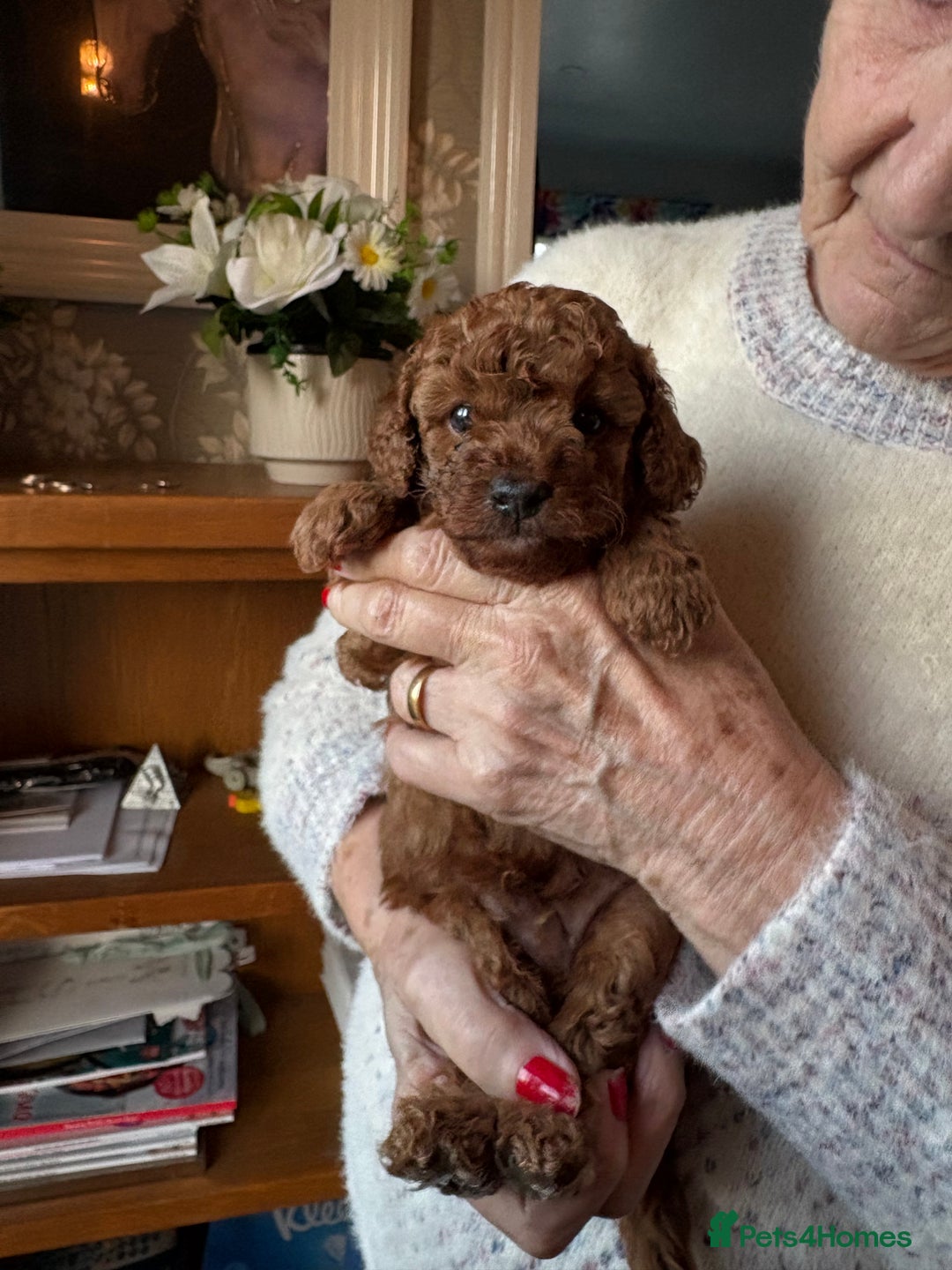 Toy Poodle dogs for sale: Tiny Toy Poodle - Advert 4