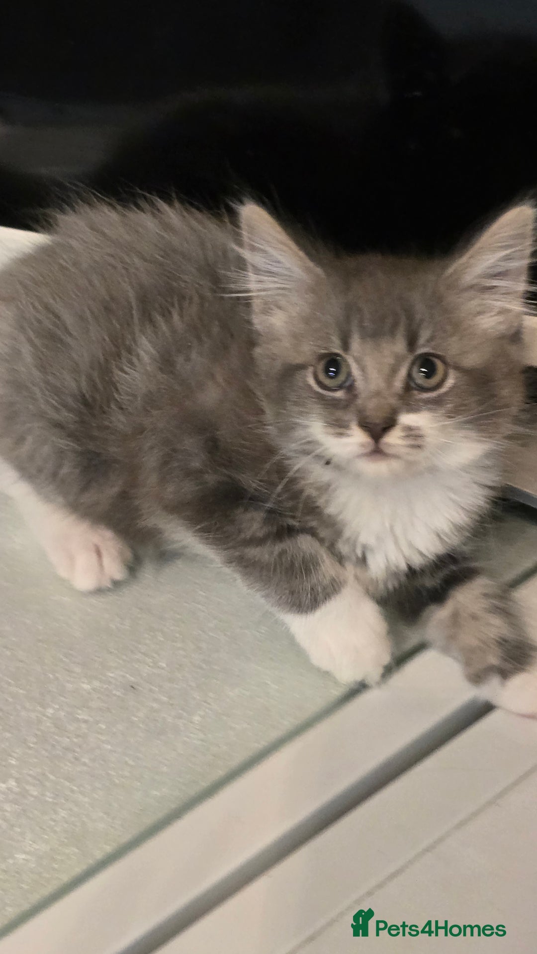 British Longhair cats for sale: Fluffy and Beautiful Kittens Seeking Forever Homes - Advert 2