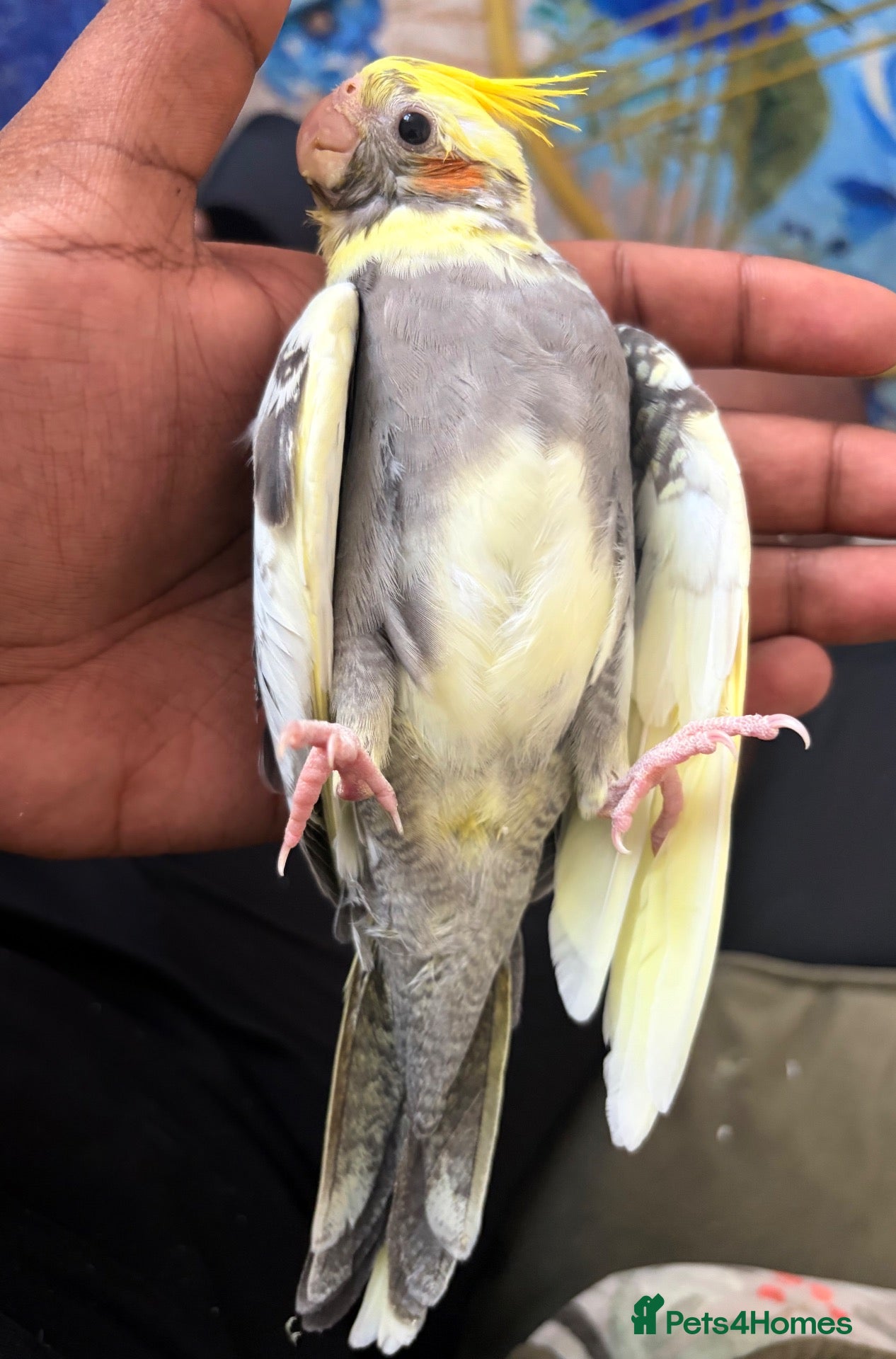Cockatiels birds Hand Reared Yellow Pied Baby Cockatiel - Advert 2