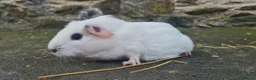 Guinea Pig rodents for sale: Male smooth haired guinea pigs - Advert 5