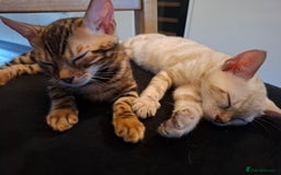 Bengal cats for sale: Prenium TICA registered Bengal Kittens - Image 33