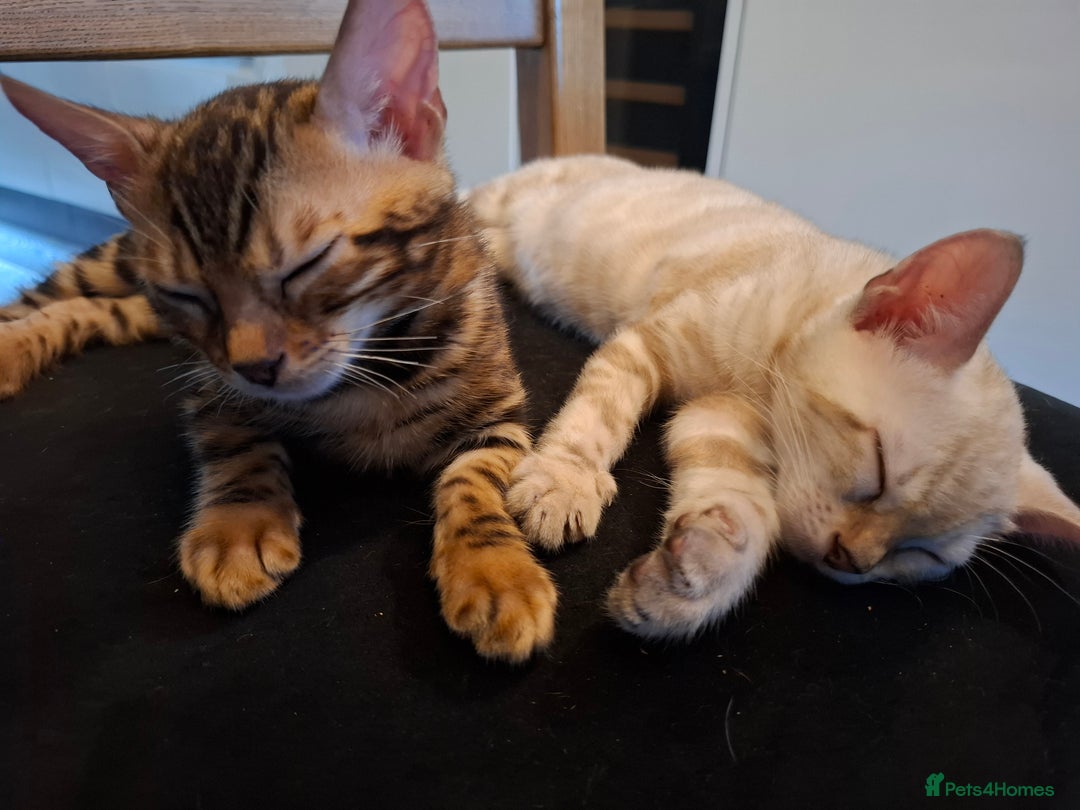 Bengal cats for sale: Prenium TICA registered Bengal Kittens - Image 33