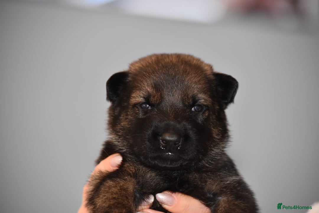 Mixed Breed dogs for sale: GSD × Dutch Herder – Top European Working Lines - Advert 24