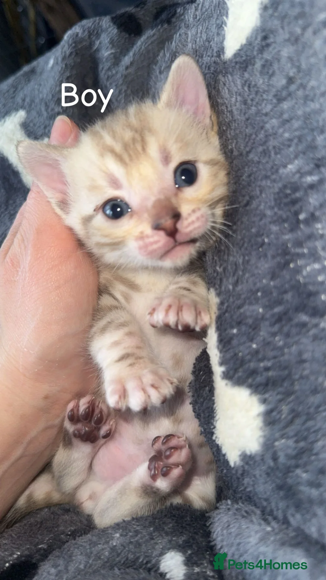 Bengal cats for sale: Stunning Bengal kittens - Advert 1