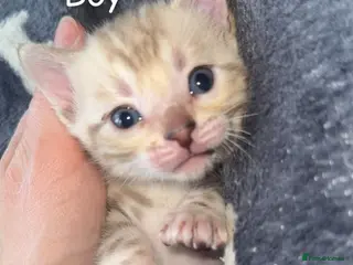 Bengal cats Stunning Bengal kittens - Advert 3